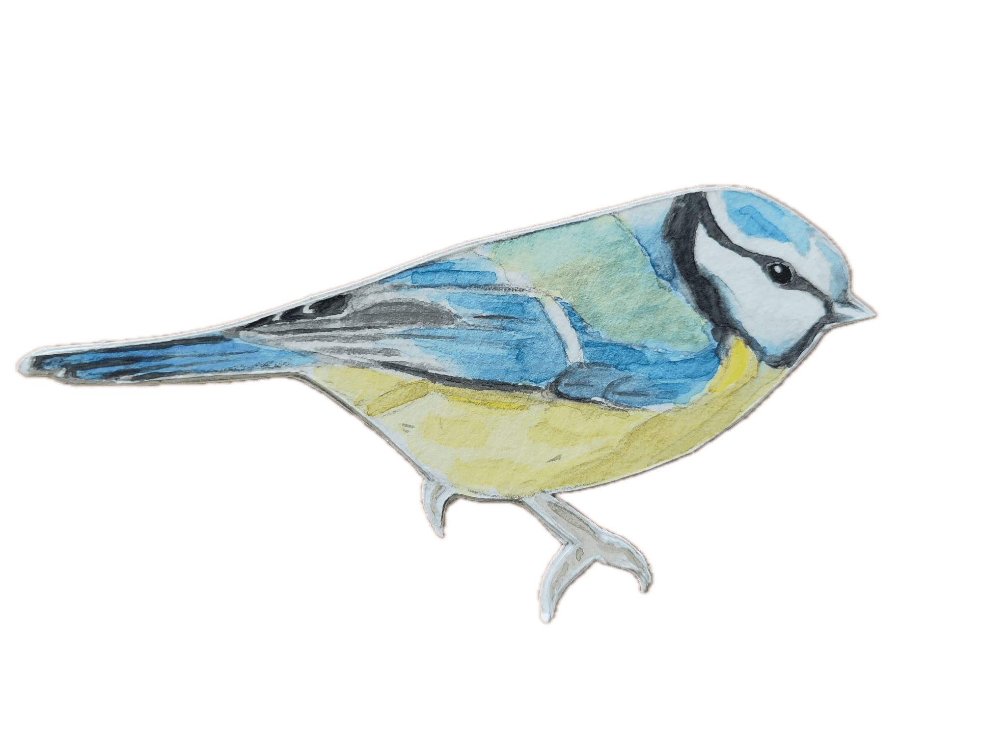 Animal 11