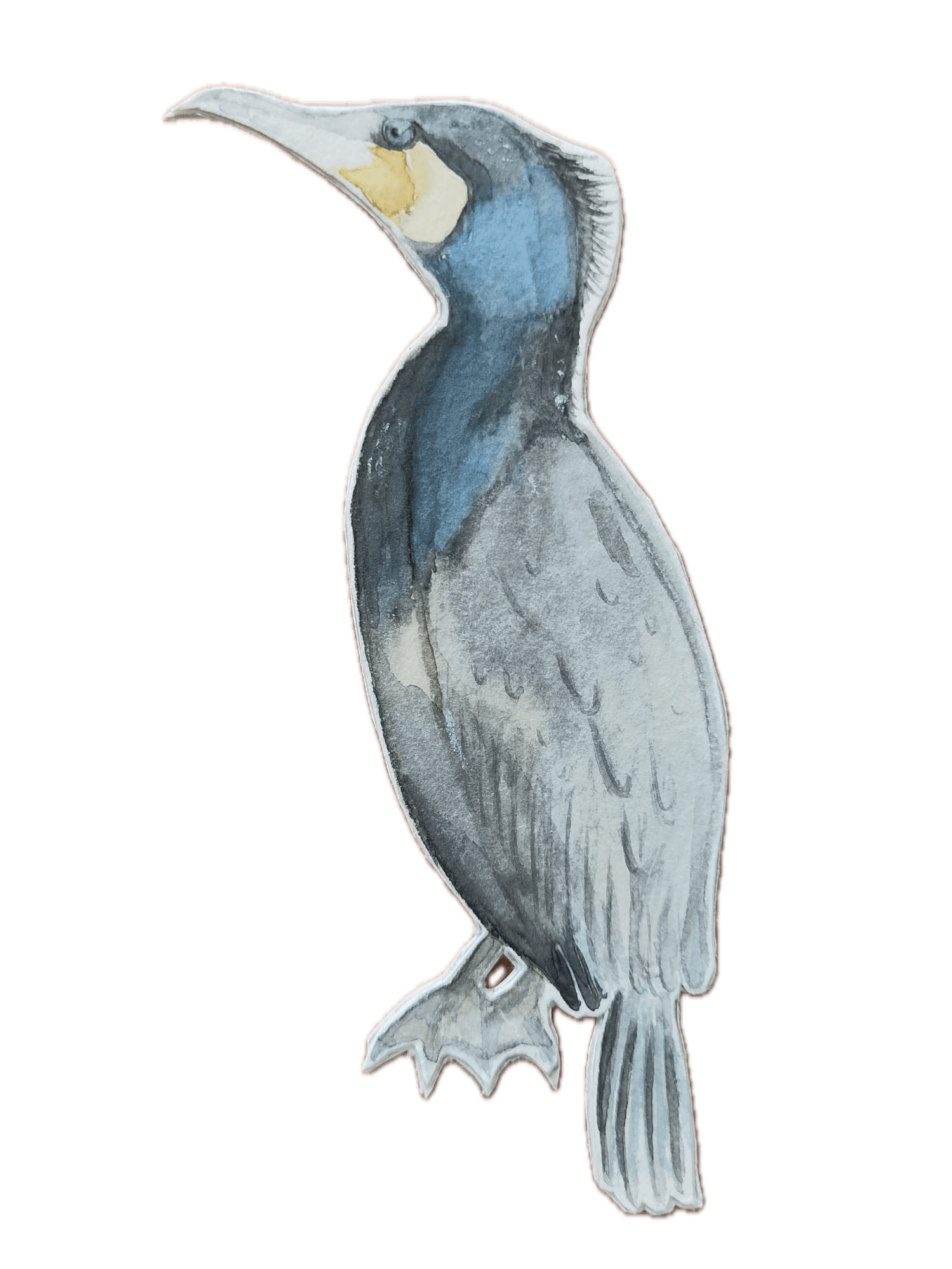 Animal 13