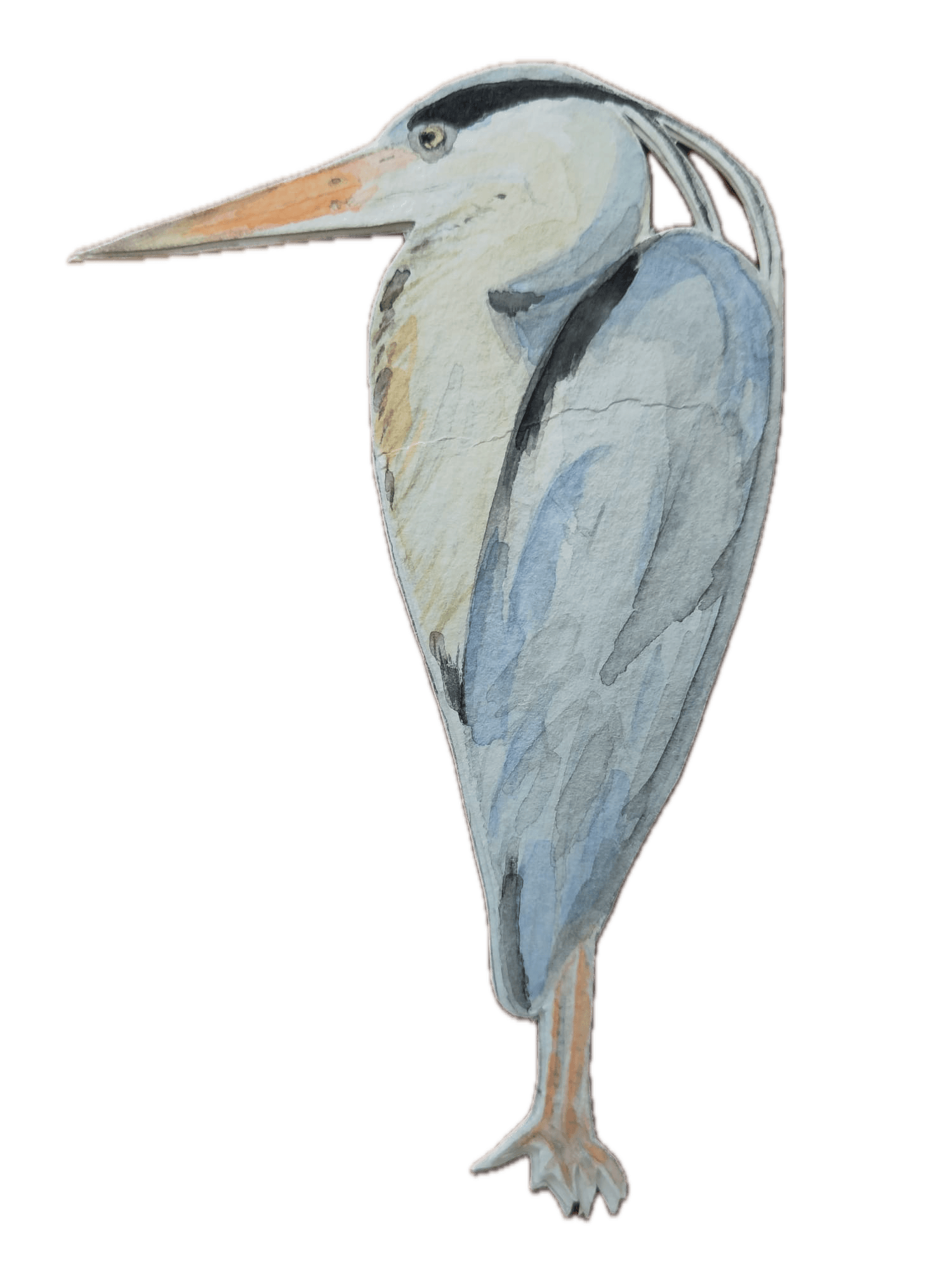 Animal 15