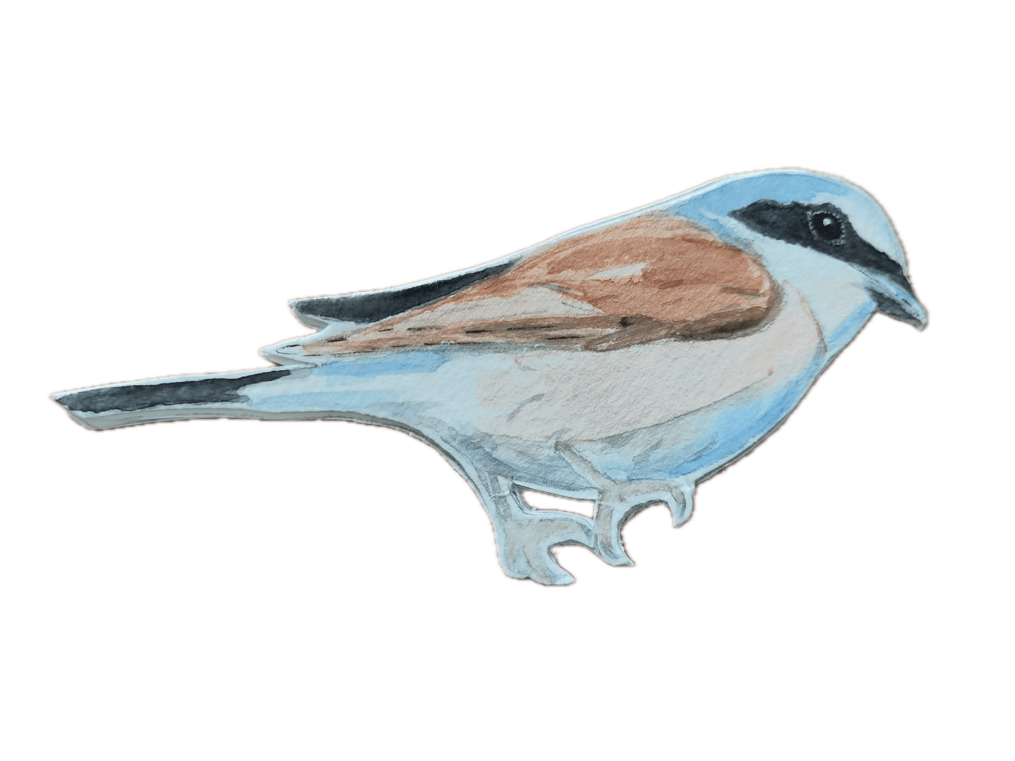 Animal 5