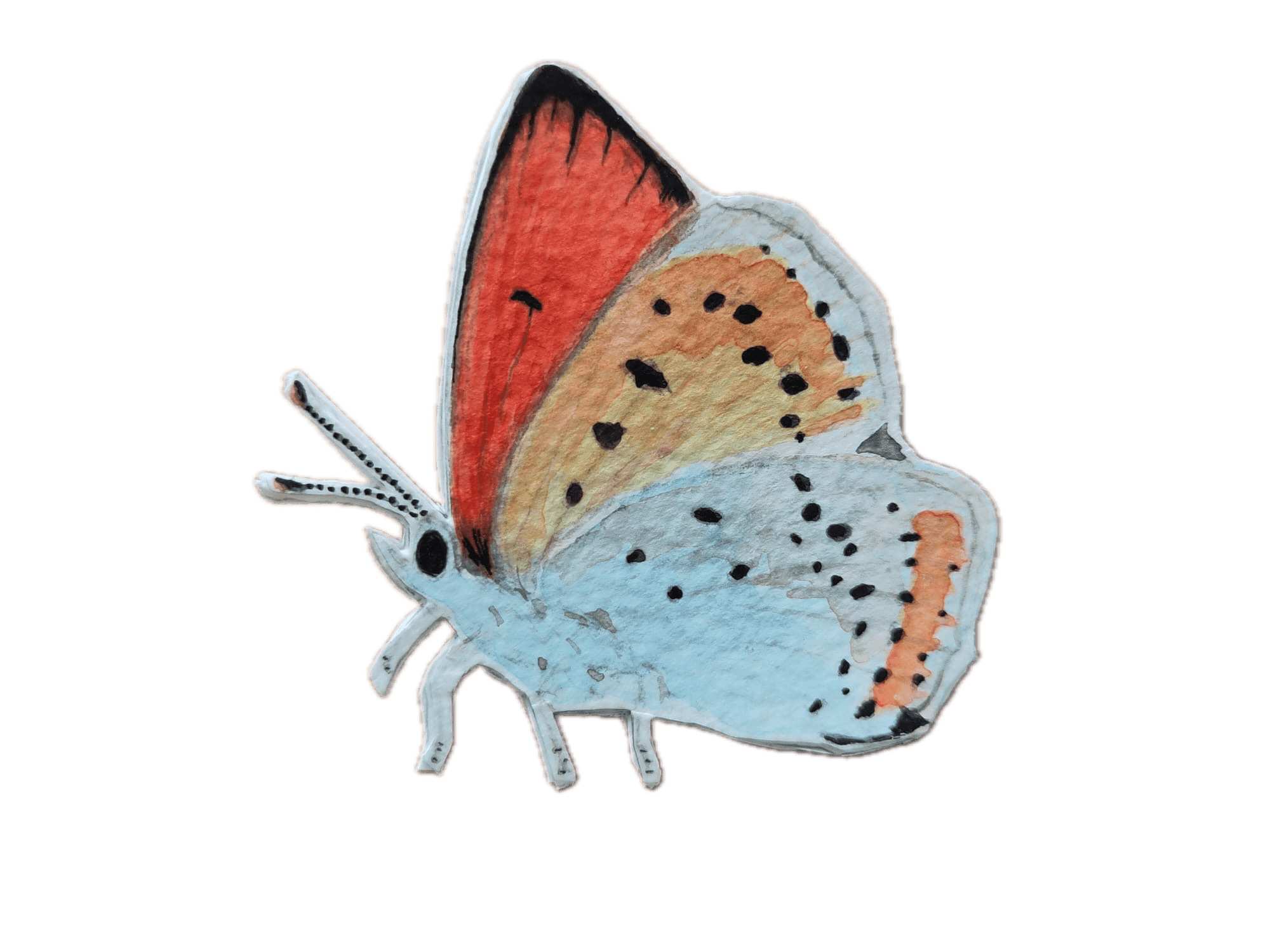 Animal 6