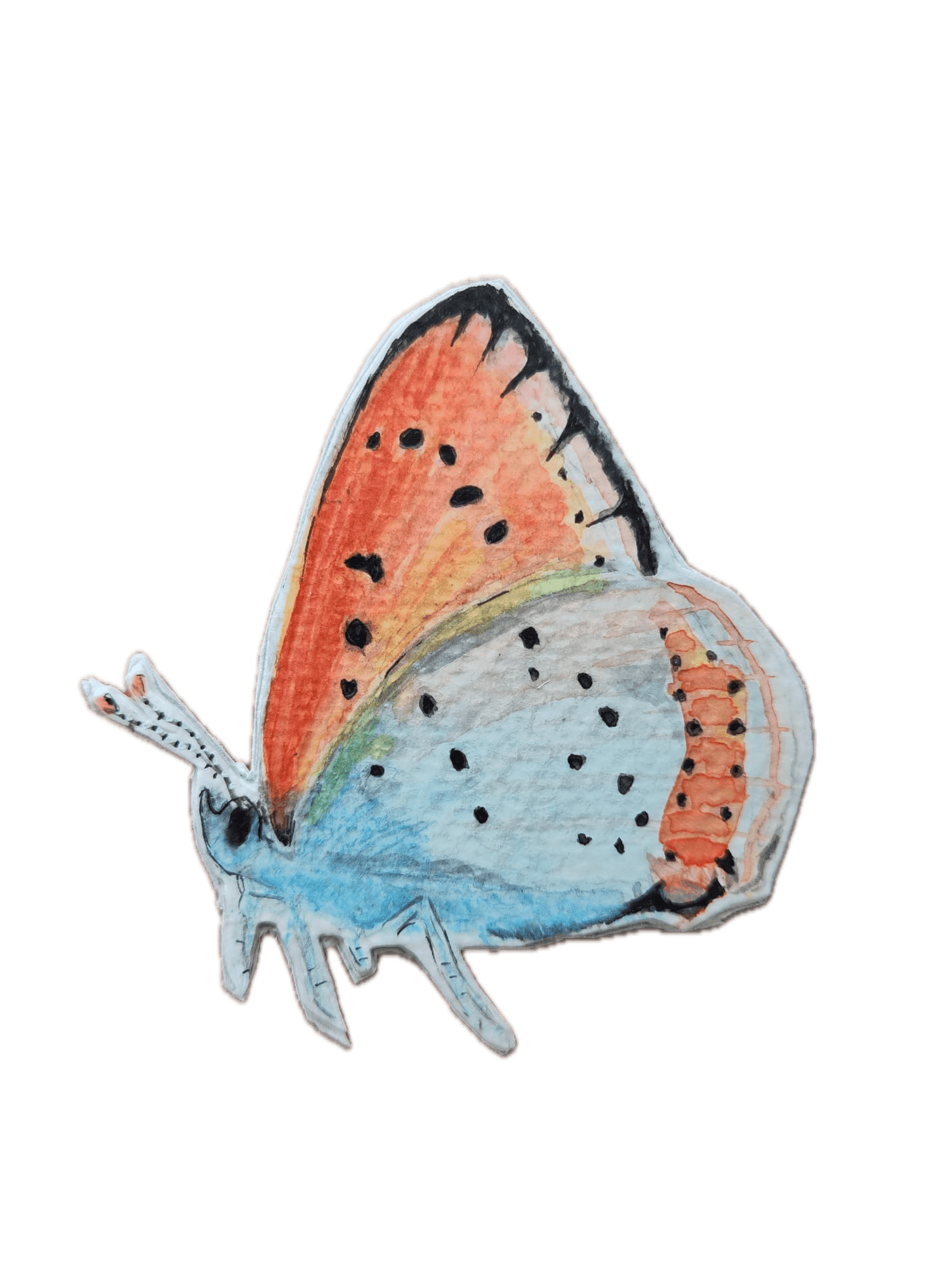Animal 7